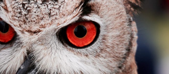 close up of owl