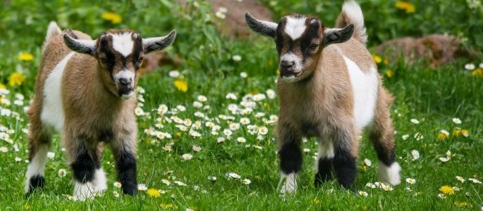 Happy Goats