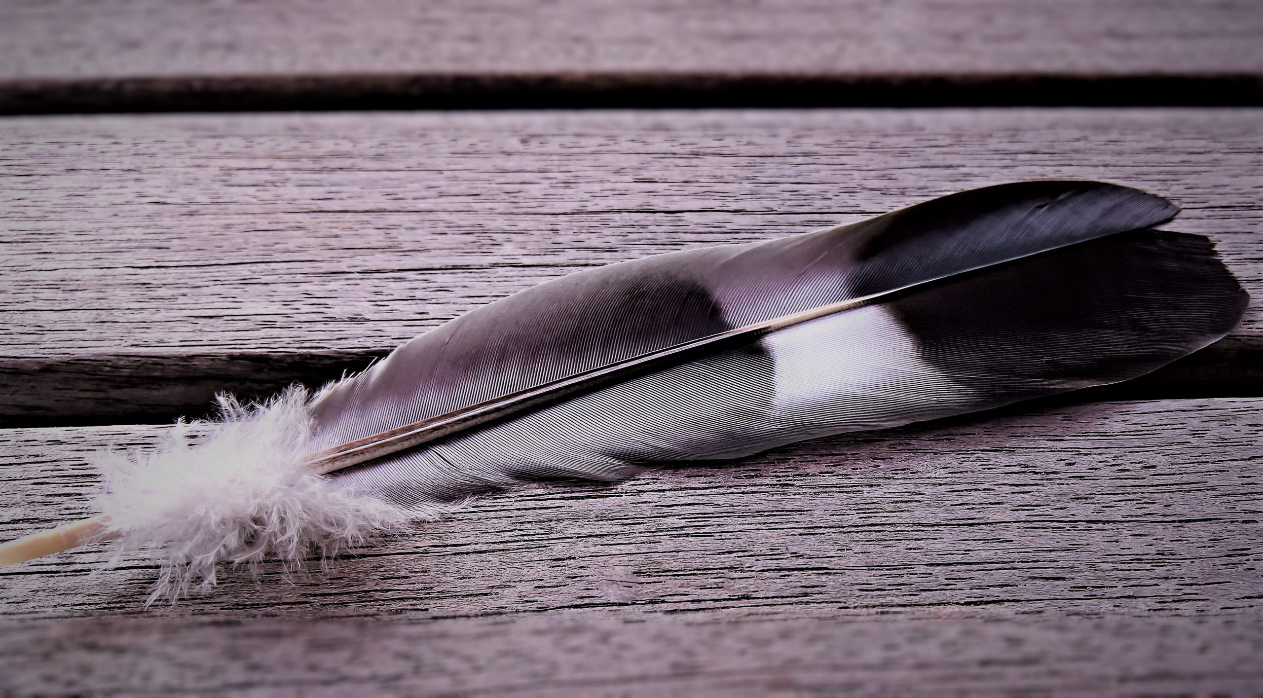 bird feather on bench