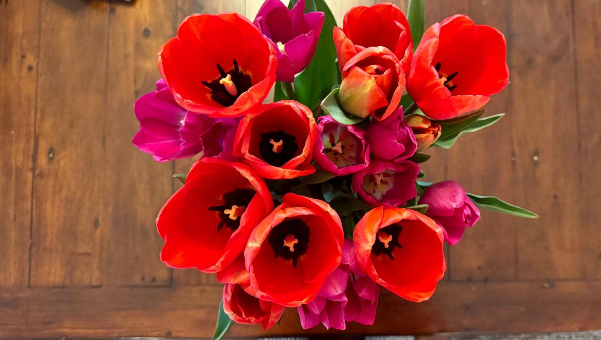 Bouquet of tulips